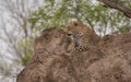 Leopard sitting on termite mound