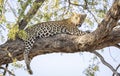 Leopard sitting in a tree in Botswana, Africa Royalty Free Stock Photo