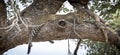 Leopard sitting in a tree in Botswana, Africa Royalty Free Stock Photo