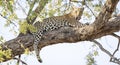 Leopard sitting in a tree in Botswana, Africa Royalty Free Stock Photo