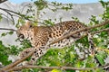 Leopard sitting on a tree branch