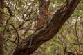 Leopard sitting on the tree at kabini, nagarhole tiger reserve, karnataka india