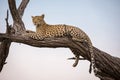 A leopard resting on a tree