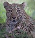 Leopard sitting in a tree with in the Masai Mara, Kenya, Africa Royalty Free Stock Photo