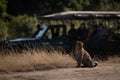 Leopard sitting watched by photographers in truck