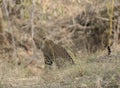 Leopard sitting and watching safari vehical Royalty Free Stock Photo