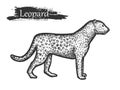 Leopard sketch, zoo and African jungle wild animal