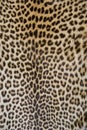 Leopard skin