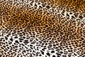 Leopard skin Royalty Free Stock Photo