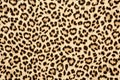 leopard skin background texture, real fur retro design, close-up wild animail hair modern Royalty Free Stock Photo