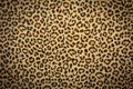 leopard skin background texture, real fur retro design, close-up wild animail hair modern