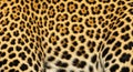 Leopard skin pattern background animal texture fur design seamless wildcat Royalty Free Stock Photo