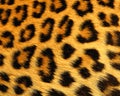 Leopard skin pattern texture repeating monochrome Texture animal prints background