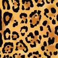Leopard skin texture Royalty Free Stock Photo