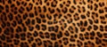 Leopard Skin Texture. Animal Fur Background. Zoological Pattern, Safari Camouflage. Wild Cat Leather. AI generated Royalty Free Stock Photo