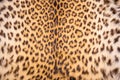 Leopard skin texture and background Royalty Free Stock Photo