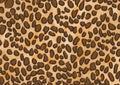 Leopard skin texture background wallpaper design Royalty Free Stock Photo