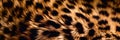 Leopard skin texture close up. Animal wild cat fur close up. Gepard skin texture for background Royalty Free Stock Photo