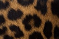 Leopard skin texture : Close-up leopard spot pattern texture background Royalty Free Stock Photo