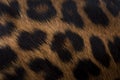 Leopard skin texture : Close-up leopard spot pattern texture background Royalty Free Stock Photo