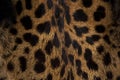 Leopard skin texture : Close-up leopard spot pattern texture background Royalty Free Stock Photo