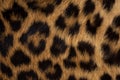 Leopard skin texture : Close-up leopard spot pattern texture background