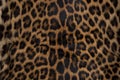 Leopard skin texture : Close-up leopard spot pattern texture background Royalty Free Stock Photo