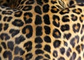 Leopard skin texture Royalty Free Stock Photo