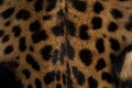 Leopard skin texture : Close-up leopard spot pattern texture background Royalty Free Stock Photo