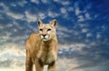 leopard on the sky background with clouds Royalty Free Stock Photo