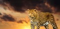 leopard on the sky background Royalty Free Stock Photo