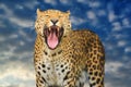 leopard on the sky background Royalty Free Stock Photo