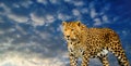 leopard on a sky background Royalty Free Stock Photo