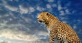 leopard on the sky background Royalty Free Stock Photo