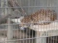 A leopard is sleeping in a cage Royalty Free Stock Photo