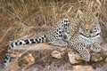 Leopard sleeping (Panthera pardus)