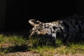 Leopard sleeping in sunbeam Royalty Free Stock Photo
