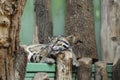 A leopard sleeps in a zoo with its head resting on a wooden log.