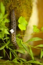 Leopard Slug Royalty Free Stock Photo