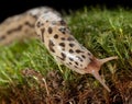 Leopard slug Royalty Free Stock Photo