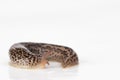 Leopard slug with keel