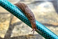 Leopard Slug