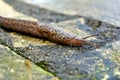 Leopard Slug