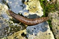 Leopard Slug