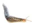 Leopard slug Limax maximus alive isolated on white background crawls around a corner Royalty Free Stock Photo