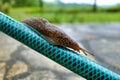 Leopard Slug