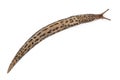 Leopard slug - Limax maximus, in front of white background Royalty Free Stock Photo