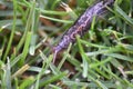 Leopard slug (Limax maximus) Royalty Free Stock Photo