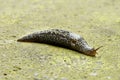 Leopard slug Limax maximus on stone background Royalty Free Stock Photo