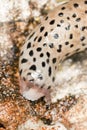 Leopard slug (Limax maxius) Royalty Free Stock Photo